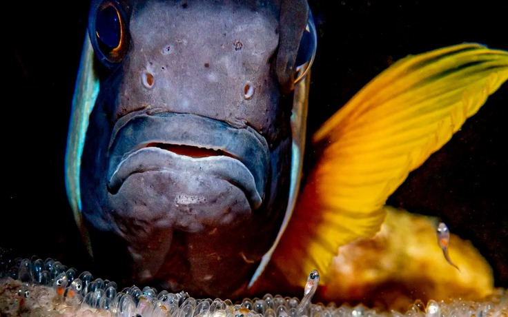 Những bức ảnh đẹp và lạ mắt của giải thưởng Nhiếp ảnh dưới nước thế giới