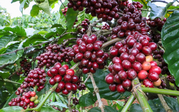 Giá cà phê khởi sắc do nguồn cung từ Brazil giảm