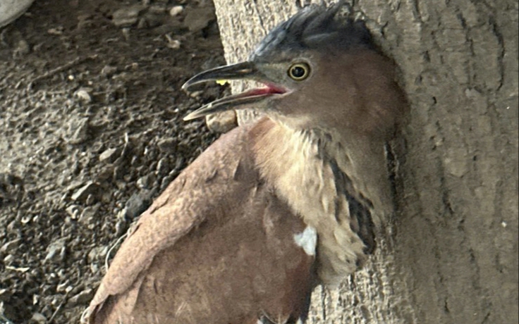 Chim vạc rừng bị thương được giải cứu: Cần làm gì khi phát hiện?