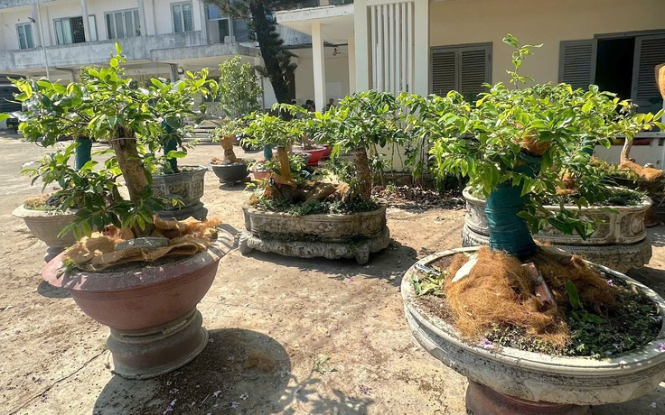 Vụ 42 cây mai vàng ở Côn Đảo: Khi nào phải chứng minh hồ sơ lâm sản?