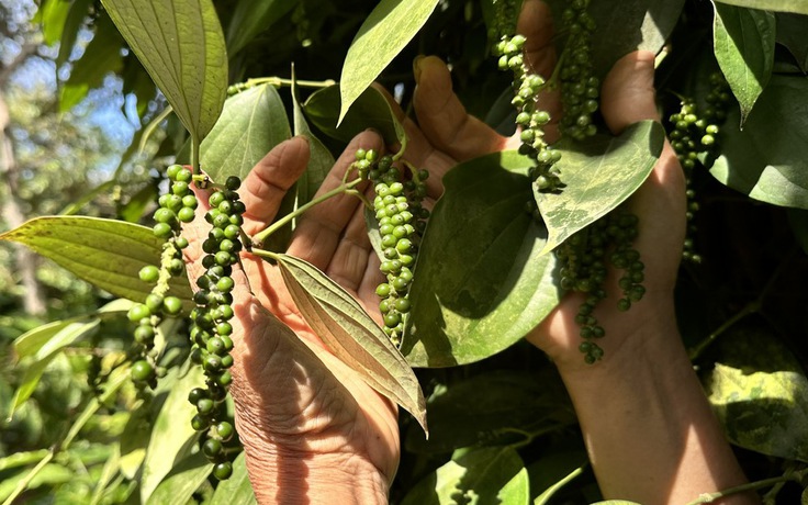 Mỹ và Trung Quốc tăng nhập, giá tiêu duy trì mức cao