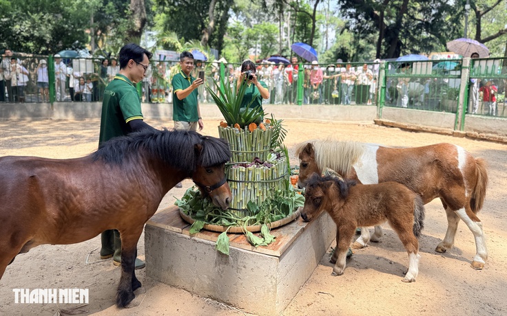 'Nàng' ngựa lùn Ca Cao siêu tinh nghịch trong tiệc đầy tháng ở Thảo Cầm Viên