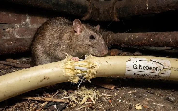 Chuột gặm cáp internet khiến nhà mạng Anh phá sản