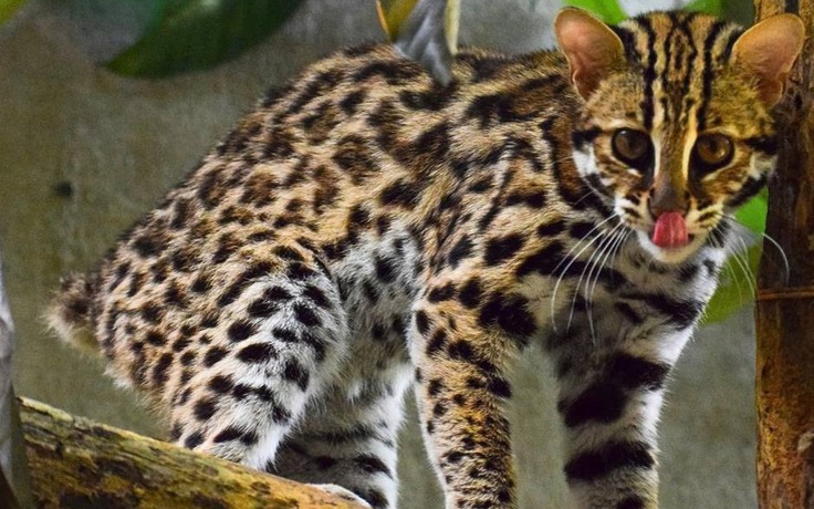 Không thể về rừng vì cụt đuôi, mèo rừng Echo trở thành 'đại sứ giáo dục'