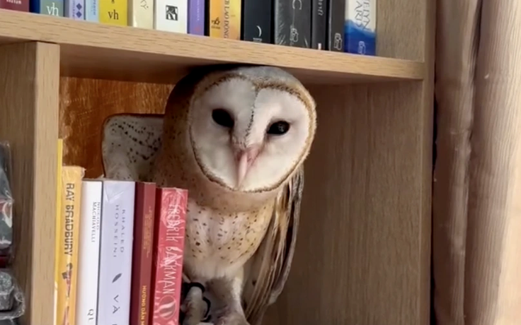 Chim cú lợn có thật sự xui xẻo? Câu chuyện từ cô gái ở TP.HCM