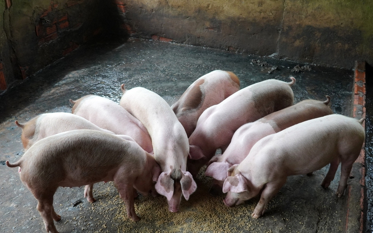 Dịch tả heo châu Phi xuất hiện tại 4 xã, phường của Cần Thơ