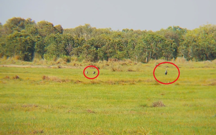 26 con sếu đầu đỏ bay thám thính, 3 con quay lại đáp xuống An Giang