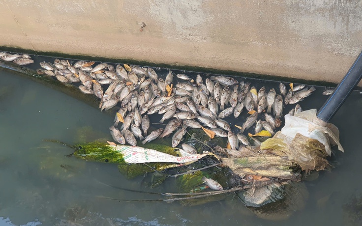 Cá chết dày đặc dưới mương, mùi hôi thối bủa vây khu dân cư
