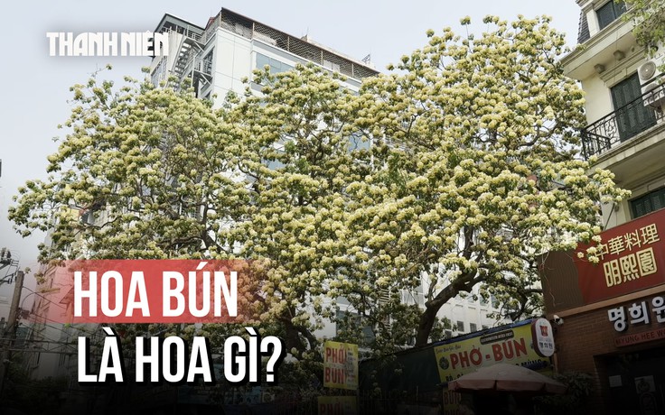 Hoa bún hơn 300 tuổi nở vào mùa đẹp nhất năm