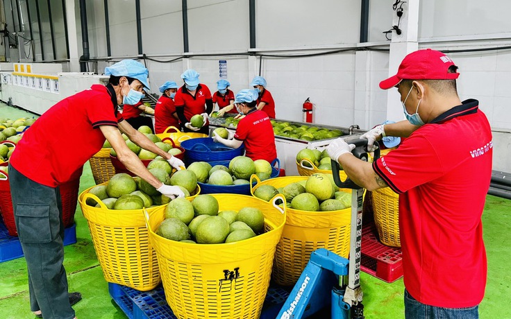 Trung Quốc mở cửa cho bưởi và chanh Việt Nam