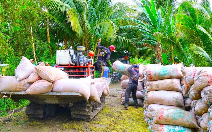 Giá lúa giảm, gọi nhiều doanh nghiệp thu mua không nghe máy