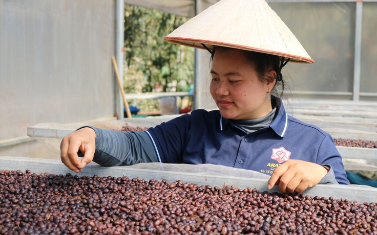 'Đánh thức' hương vị Arabica giữa núi rừng Tây Bắc