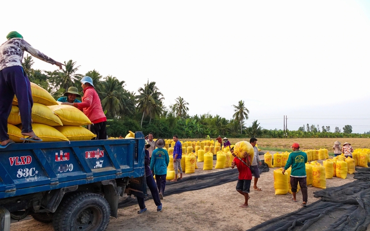 Nghề vác lúa ở miền Tây, 'ai mệt thì anh em đỡ cho'