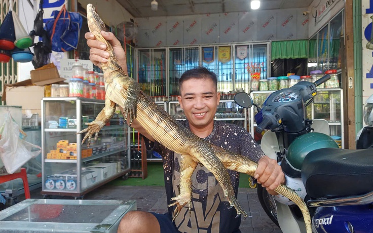 Cà Mau: Phát hiện kỳ đà hoa quý hiếm trong phòng ngủ