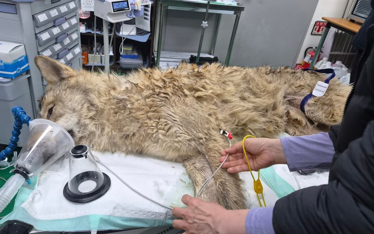 Bắt được sói xổng chuồng ở Hàn Quốc