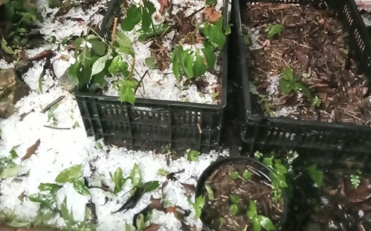 Mưa đá bất thường phía tây Quảng Ngãi, sâm Ngọc Linh và hoa màu thiệt hại nặng