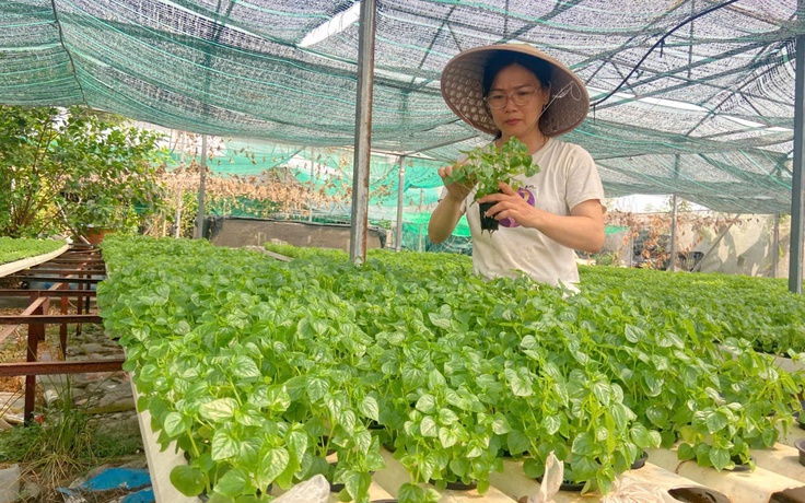 Rời văn phòng, nữ cán bộ khởi nghiệp với 2.000 m² rau thủy canh