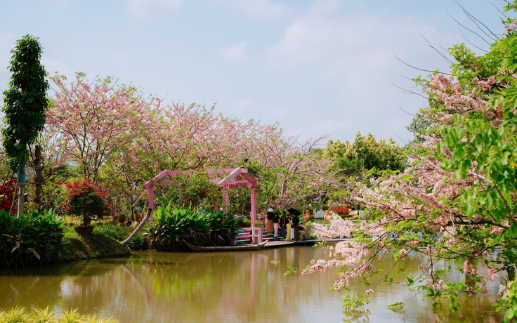 Về Sa Đéc ngắm vườn muồng hoa đào, lên ảnh đẹp lung linh