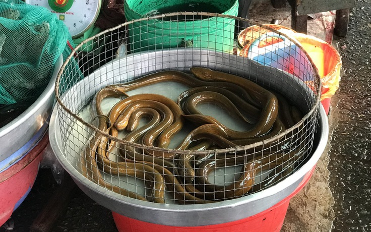 Vụ 4.000 tấn lươn quá lứa ‘kêu cứu’: Chợ sợ lươn to, càng để lâu càng khó