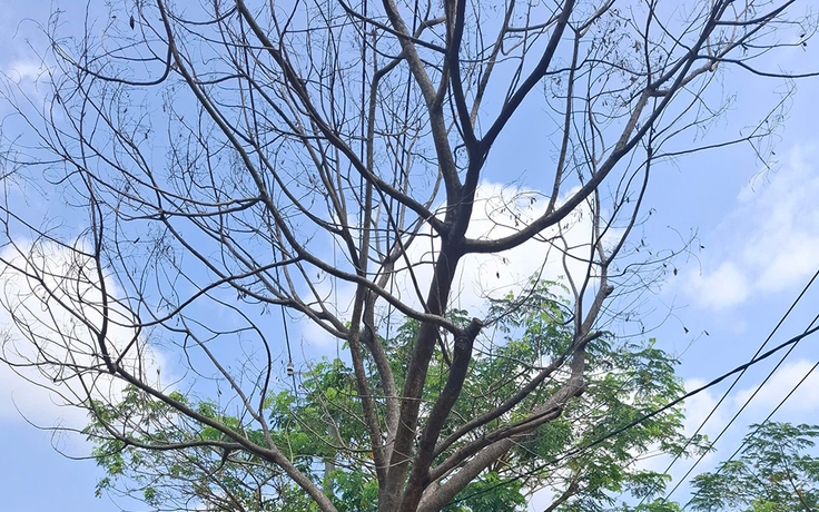 Cây đã chết, nên xử lý sớm