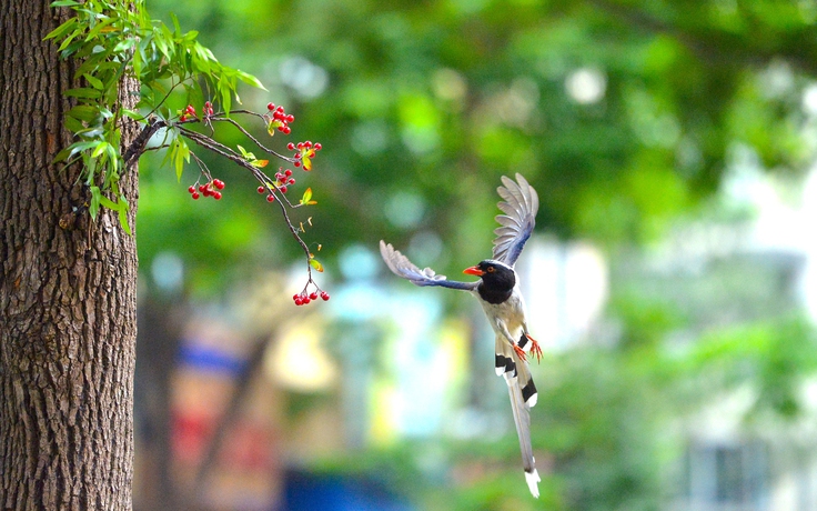 Ngắm đàn giẻ cùi 'dạo phố' Hà Nội