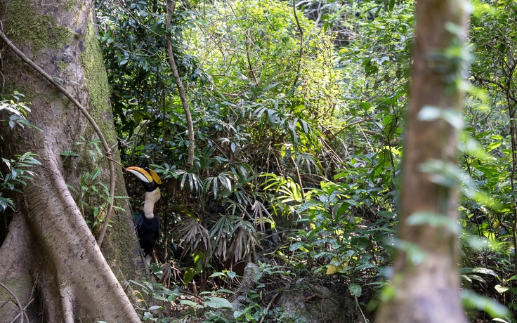 Gần 170 cá thể động vật quý hiếm được thả về rừng Phong Nha - Kẻ Bàng