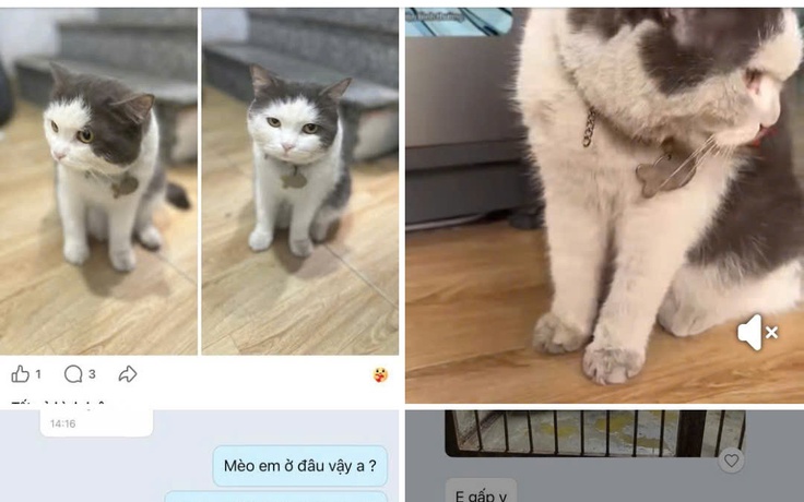 Chiêu lừa mới: Tạo ảnh AI thú cưng bị nhốt để ép chuyển tiền chuộc