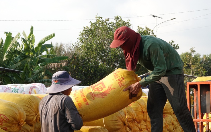 Giá gạo Việt Nam tăng mạnh nhất châu Á