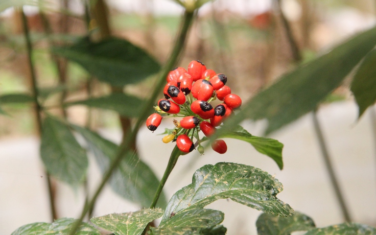 THACO đề xuất đầu tư trồng hàng nghìn ha sâm Ngọc Linh ở vùng cao Đà Nẵng