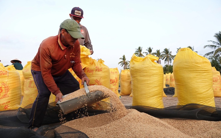 Vì sao giá gạo tăng nhưng nông dân không có lãi?