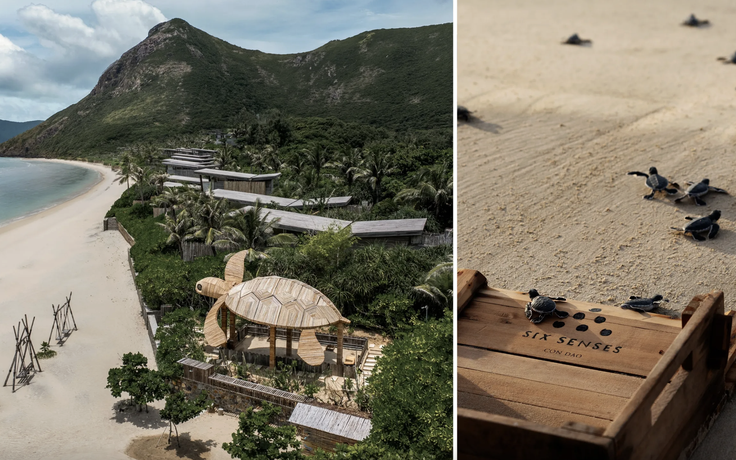 Việt Nam vào top 7 điểm đến trải nghiệm thả rùa biển trên thế giới