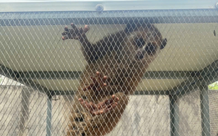 Cu li nhỏ mắt tròn xoe xuất hiện bên đường, loạt biểu cảm 'tan chảy'