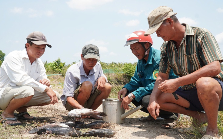Cà Mau: Cá chết hàng loạt nghi do bơm cát thi công gây xâm nhập mặn