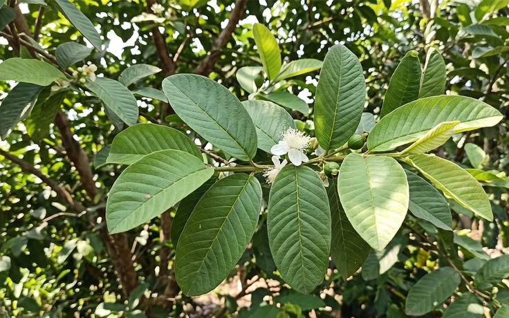 Ngày nào cũng uống nước lá ổi có tốt không?