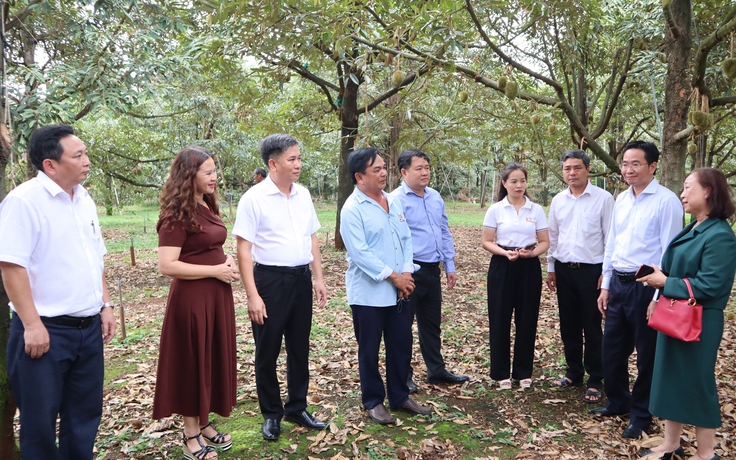 Đồng Nai: Kết nối, xây dựng chuỗi liên kết bền vững cho 'vua của các loại trái cây'