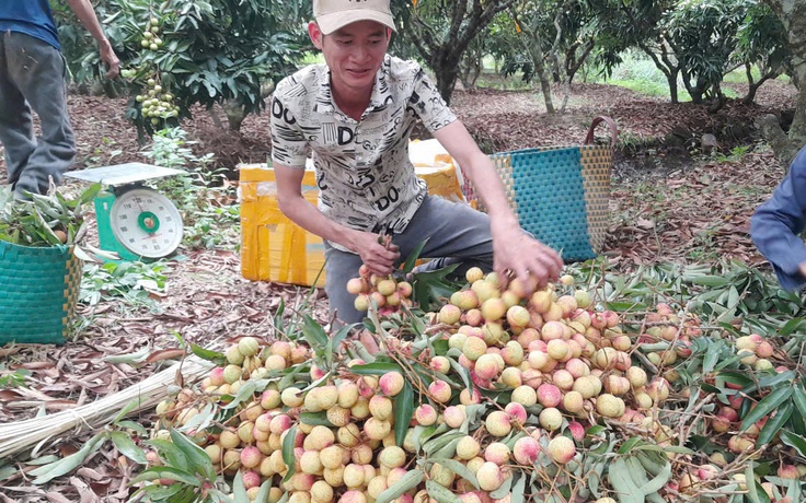 Vải mất mùa, giá đầu vụ lập đỉnh 120.000 đồng/kg