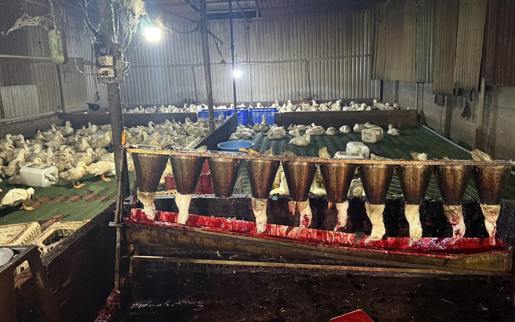 TP.HCM: Đột kích lò giết mổ gia cầm 'siêu bẩn' lúc rạng sáng