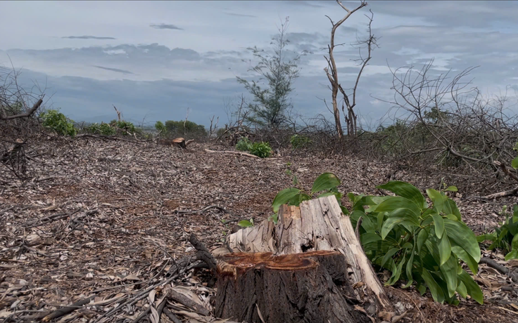 Huế: Phó chủ tịch phường bị cách tất cả chức vụ vì vụ bán rừng phòng hộ