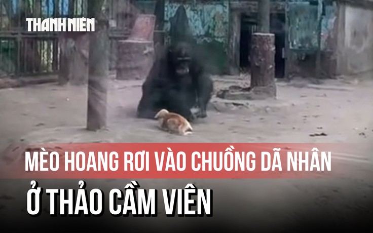 Mèo hoang rơi vào chuồng dã nhân ở Thảo Cầm Viên, được giải cứu an toàn