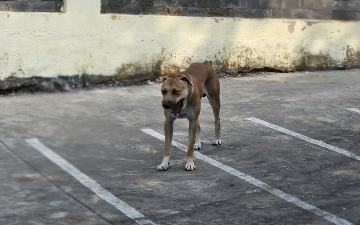 Thả rông chó gây chết người, chủ nuôi có thể bị truy cứu trách nhiệm hình sự