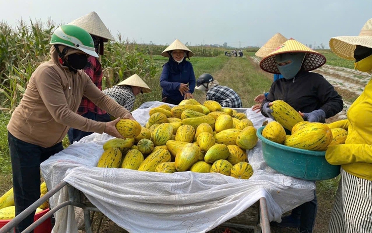 Chung sức bán 10 tấn dưa giúp người phụ nữ bị gãy chân