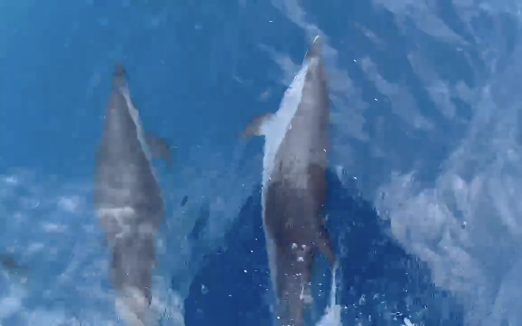 Khoảng 100 con cá heo xuất hiện tại biển Quy Nhơn, ngư dân nói ‘điềm lành’