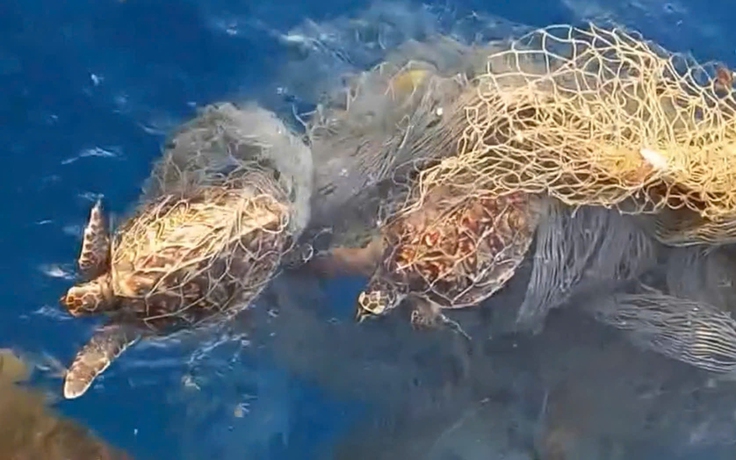 Quăng câu gặp rùa biển mắc lưới rác, ngư dân giải cứu thả về đại dương
