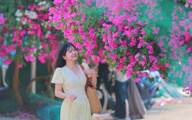 'Đường hầm' hoa giấy rực rỡ dài 300 m ở Nha Trang, khách kéo đến check-in