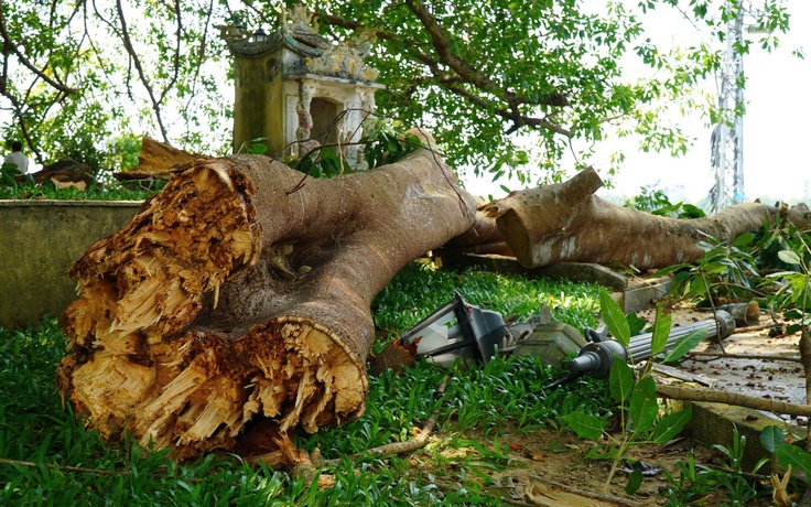 Nhánh cây đa di sản trăm tuổi gãy đổ, hàng chục người bên dưới hoảng hốt