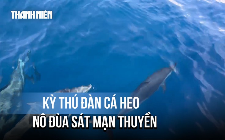 Kỳ thú đàn cá heo gần 100 con 'hộ tống' tàu ngư dân Gia Lai vào bờ