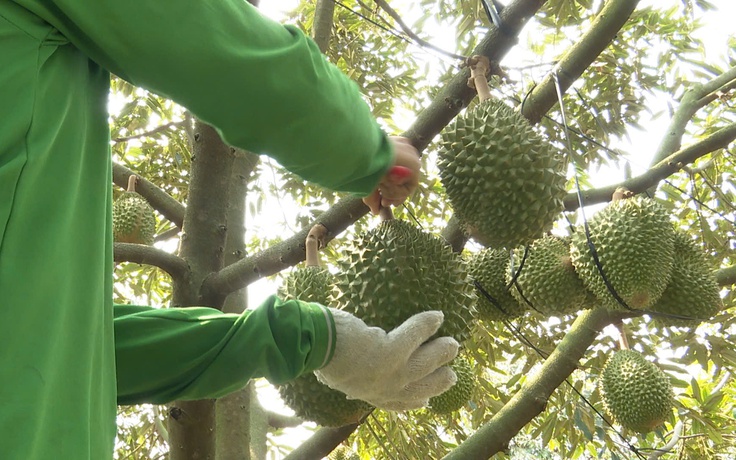 Phòng test đóng cửa, giá sầu riêng chạm đáy