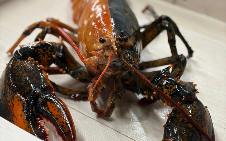 Phát hiện tôm hùm hai màu siêu hiếm tại Mỹ