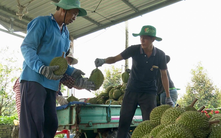 Nguyên nhân sầu riêng rớt giá mạnh
