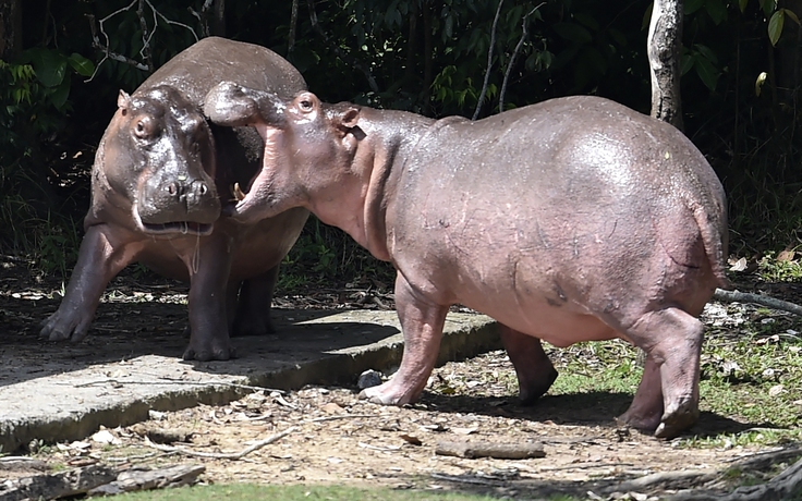 Con trai tỉ phú Ấn Độ muốn nuôi đàn hà mã của trùm ma túy Pablo Escobar